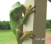 Green Tree Frogs are also a common site in the evenings at Daly River Barra Resort
