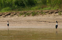 Fishing charters and tours on the Daly River NT