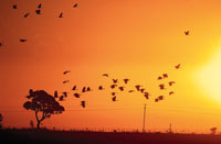 View spectacular wildlife, unique to the Top End and the Daly River Region of the Northern Territory