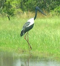 Fantastic bird life and wildlife is just part of the tropical settings of Daly River Barra Resort on Woolianna Road Daly River